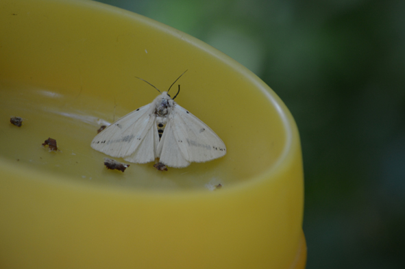 Falena da identificare - Spilosoma luteum,  Erebidae Arctiinae